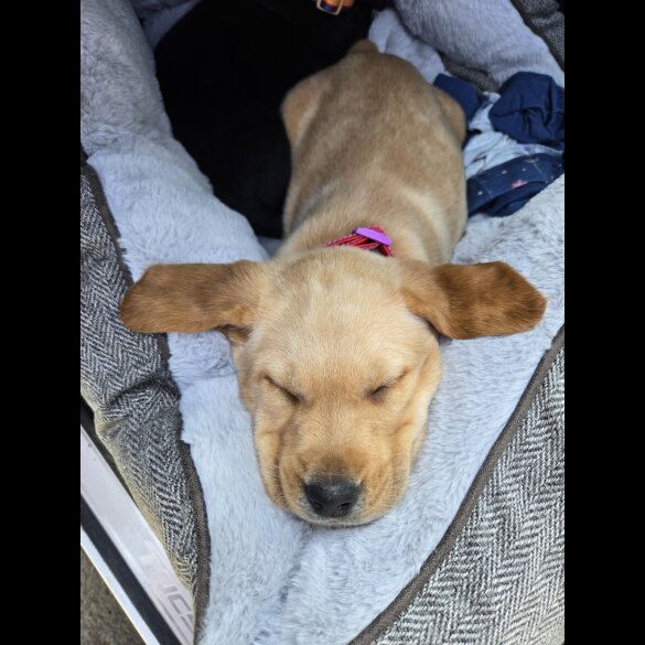 Labrador Retriever - Both