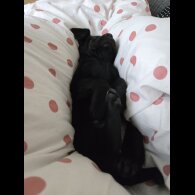 Labrador Retriever - Both