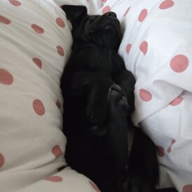 Labrador Retriever - Both