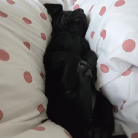 Labrador Retriever - Both
