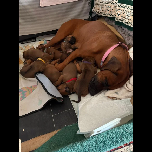 Rhodesian Ridgeback - Both