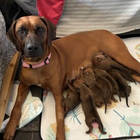 Rhodesian Ridgeback - Both