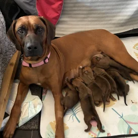 Rhodesian Ridgeback - Both