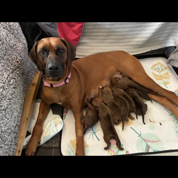 Rhodesian Ridgeback - Both