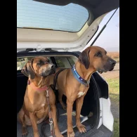 Rhodesian Ridgeback - Both