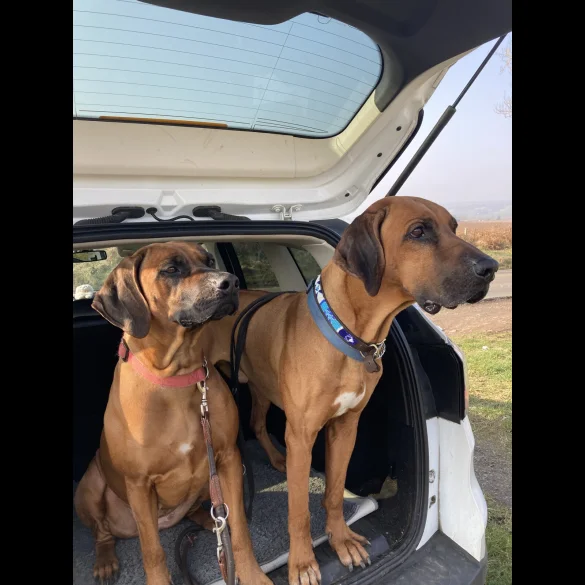 Rhodesian Ridgeback - Both