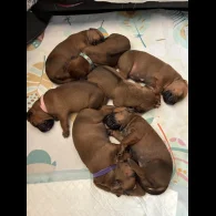 Rhodesian Ridgeback - Both