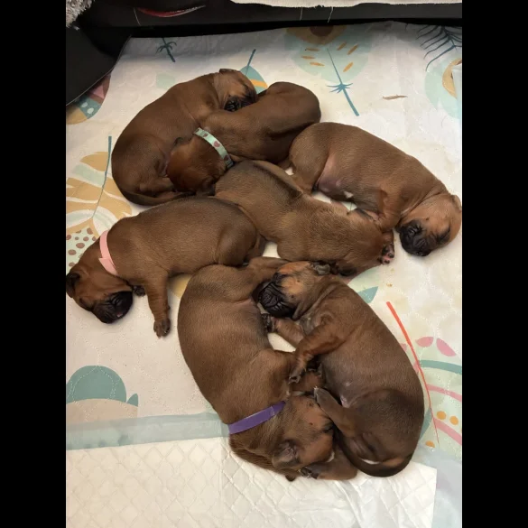 Rhodesian Ridgeback - Both