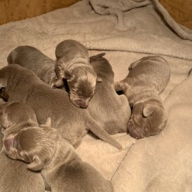Labrador Retriever - Both