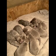 Labrador Retriever - Both