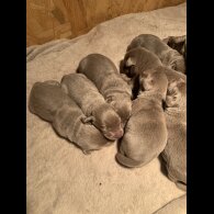 Labrador Retriever - Both
