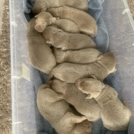 Labrador Retriever - Both