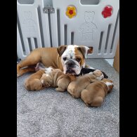 English Bulldog - Both