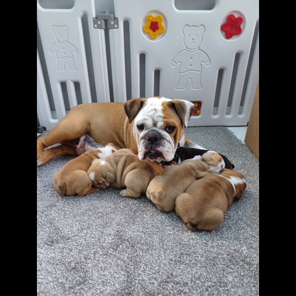 English Bulldog - Both