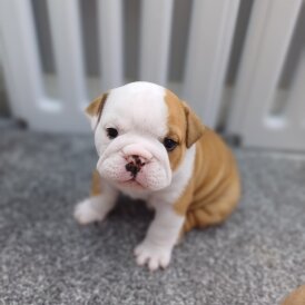 English Bulldog - Both