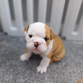 English Bulldog - Both