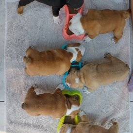 English Bulldog - Both