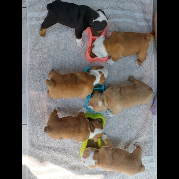 English Bulldog - Both