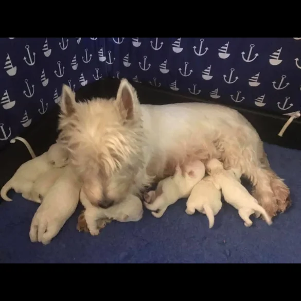West Highland White Terrier - Both