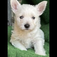 West Highland White Terrier - Both