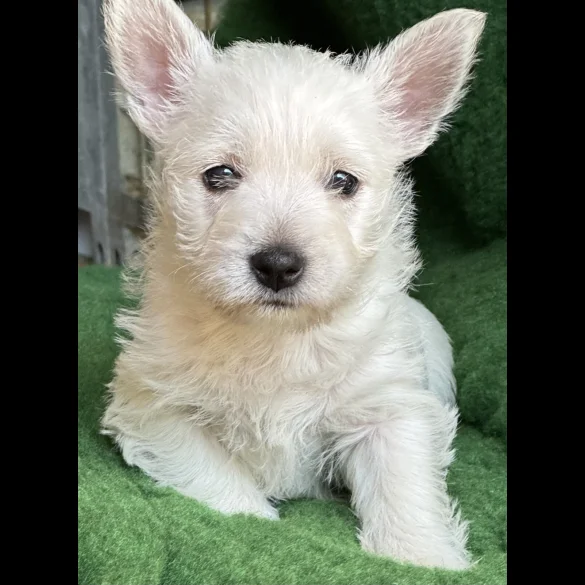 West Highland White Terrier - Both