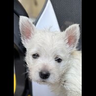 West Highland White Terrier - Both
