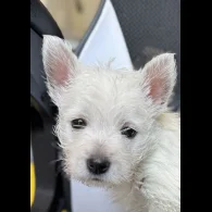 West Highland White Terrier - Both