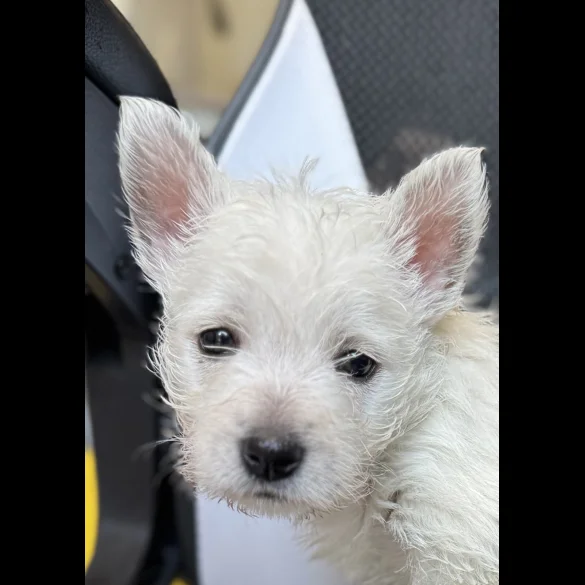 West Highland White Terrier - Both