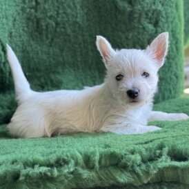 West Highland White Terrier - Both