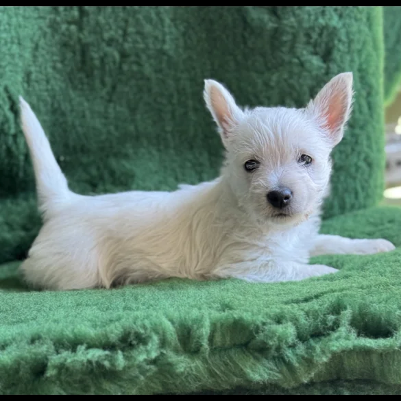 West Highland White Terrier - Both