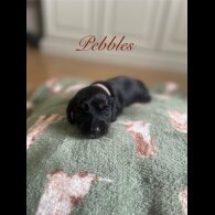 Dachshund (Standard &amp; Miniature) - Both