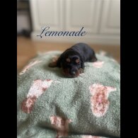 Dachshund (Standard &amp; Miniature) - Both