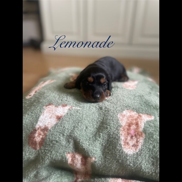 Dachshund (Standard &amp; Miniature) - Both