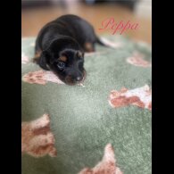 Dachshund (Standard &amp; Miniature) - Both