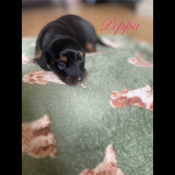 Dachshund (Standard &amp; Miniature) - Both