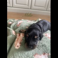 Dachshund (Standard &amp; Miniature) - Both