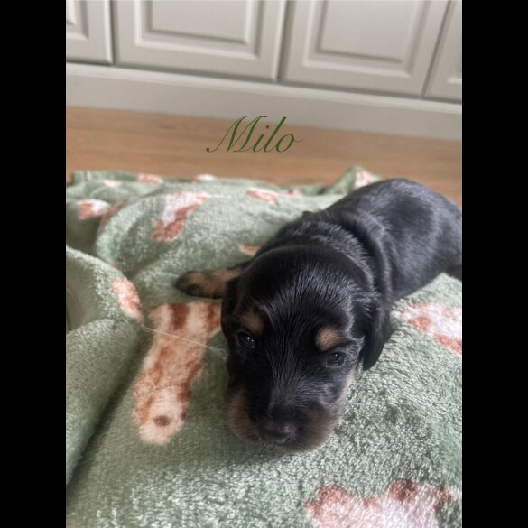 Dachshund (Standard &amp; Miniature) - Both