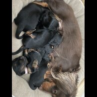 Dachshund (Standard &amp; Miniature) - Both