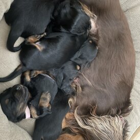 Dachshund (Standard &amp; Miniature) - Both