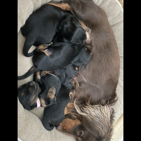 Dachshund (Standard &amp; Miniature) - Both