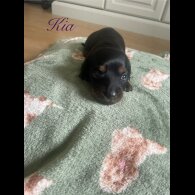 Dachshund (Standard &amp; Miniature) - Both