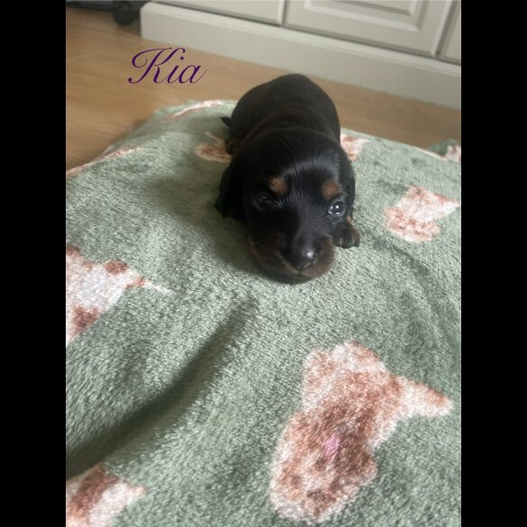 Dachshund (Standard &amp; Miniature) - Both