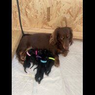 Dachshund (Standard &amp; Miniature) - Both