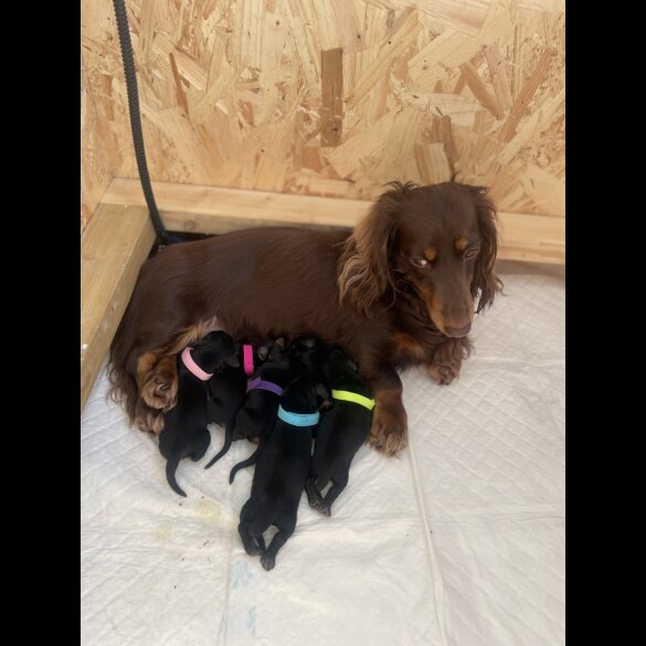 Dachshund (Standard &amp; Miniature) - Both