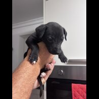 Whippet - Both