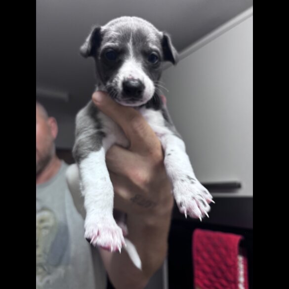Whippet - Both