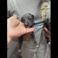 Whippet - Both