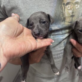 Whippet - Both