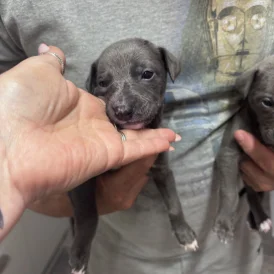 Whippet - Both