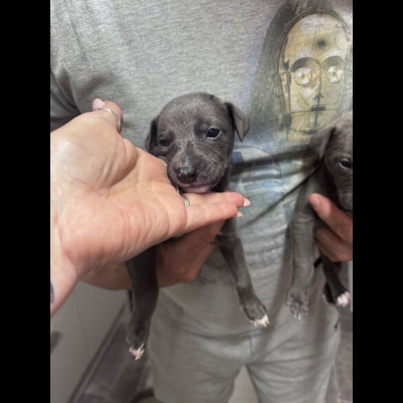 Whippet - Both